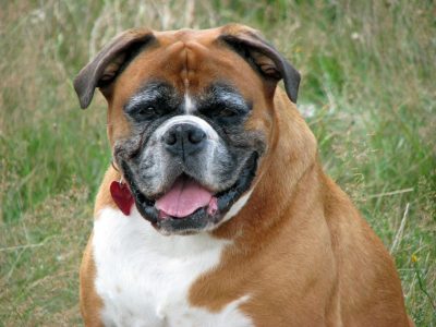 aging-in-pets-1-400×300