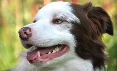 floss-dogs-teeth-1-400×242
