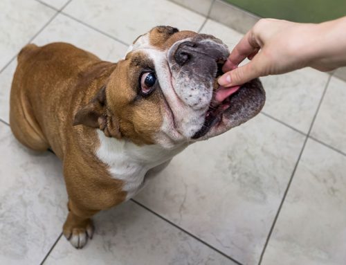 A Howl-oween Guide: Chocolate Safety for Dogs