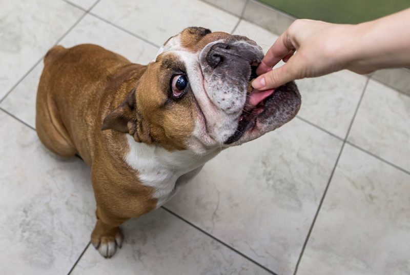 Photo inspiration: Visual Reference: A Howl Oween Guide Chocolate Safety For Dogs