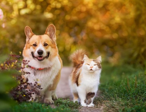 What to Do If You Find a Lump on Your Dog or Cat: Cytology 101